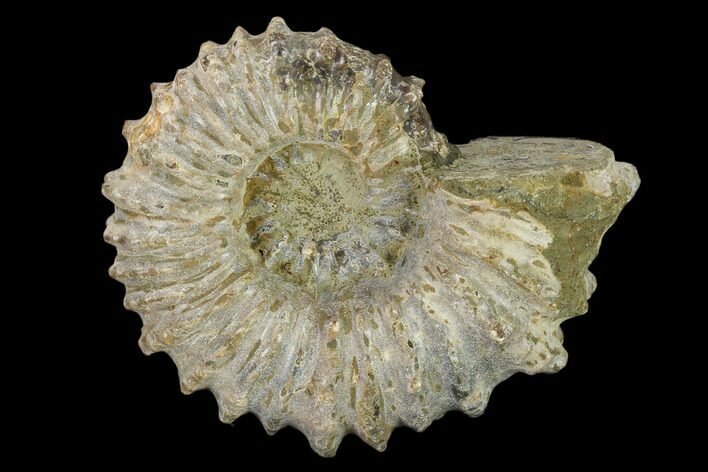 Bumpy Ammonite (Douvilleiceras) Fossil - Madagascar #134183